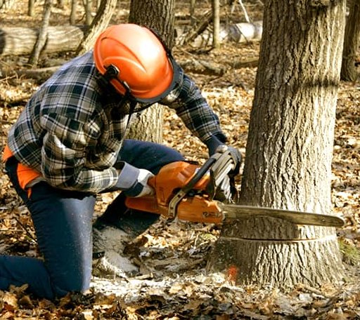 Tree Removal in Signal Mountain, TN